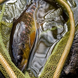 Spring Trout & Cherry Blossom