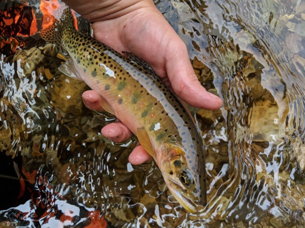 Tenkara Fishing Your Complete Guide To Everything