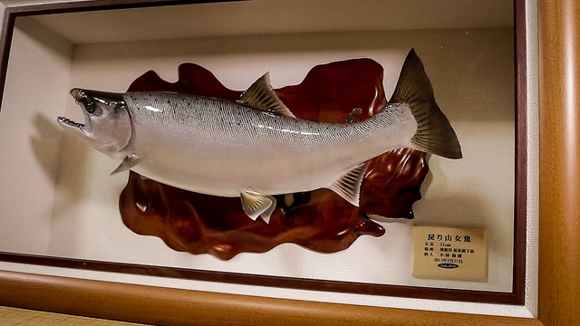 First fish on a tenkara rod! Caught on a Daiwa Tenkara X with a futsu-style  kebari : r/Tenkara