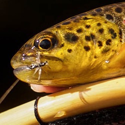 How Tenkara's Simplicity is Very Hard Won by its Best Players