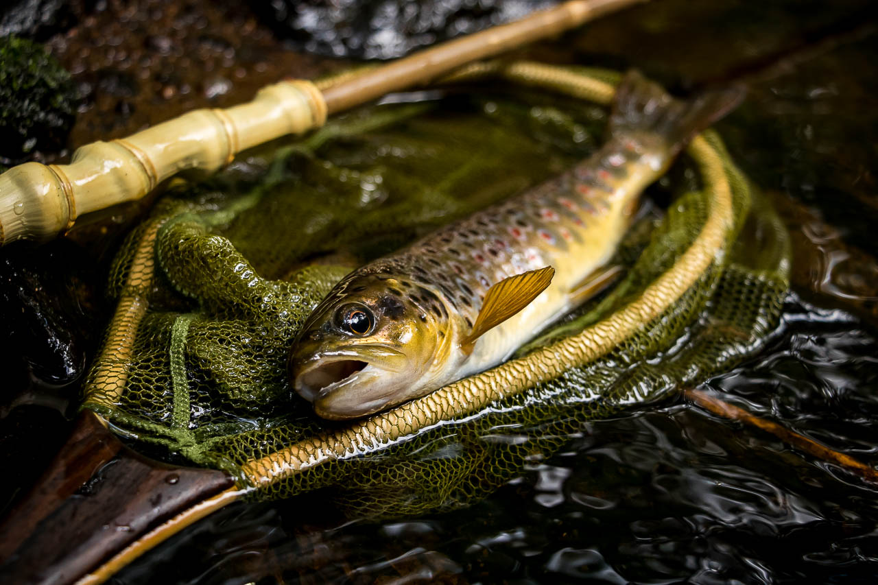 Tenkara Fishing: Your Complete Guide to Everything